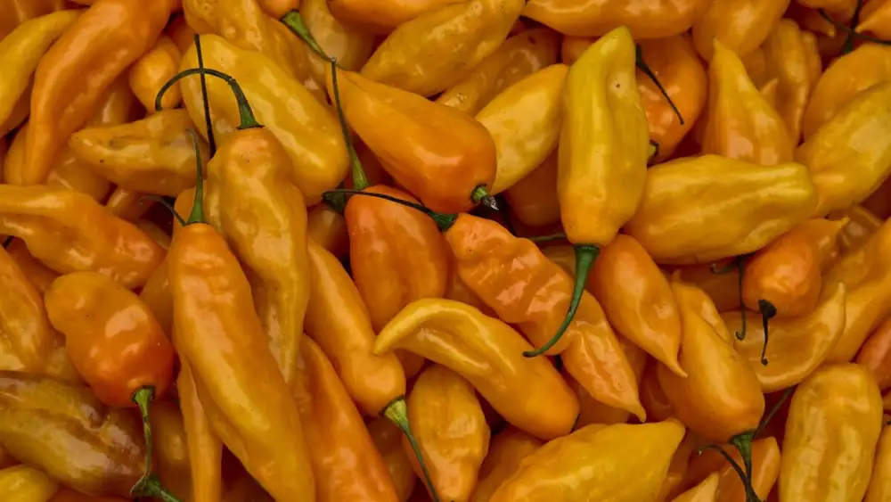 Ají Amarillo, the “gentle” Peruvian chili pepper, the star of ceviche