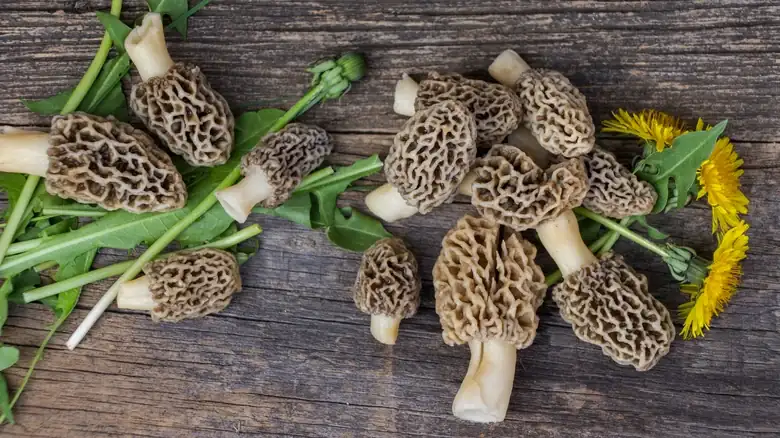 What To Know Before Eating Morel Mushrooms For The First Time