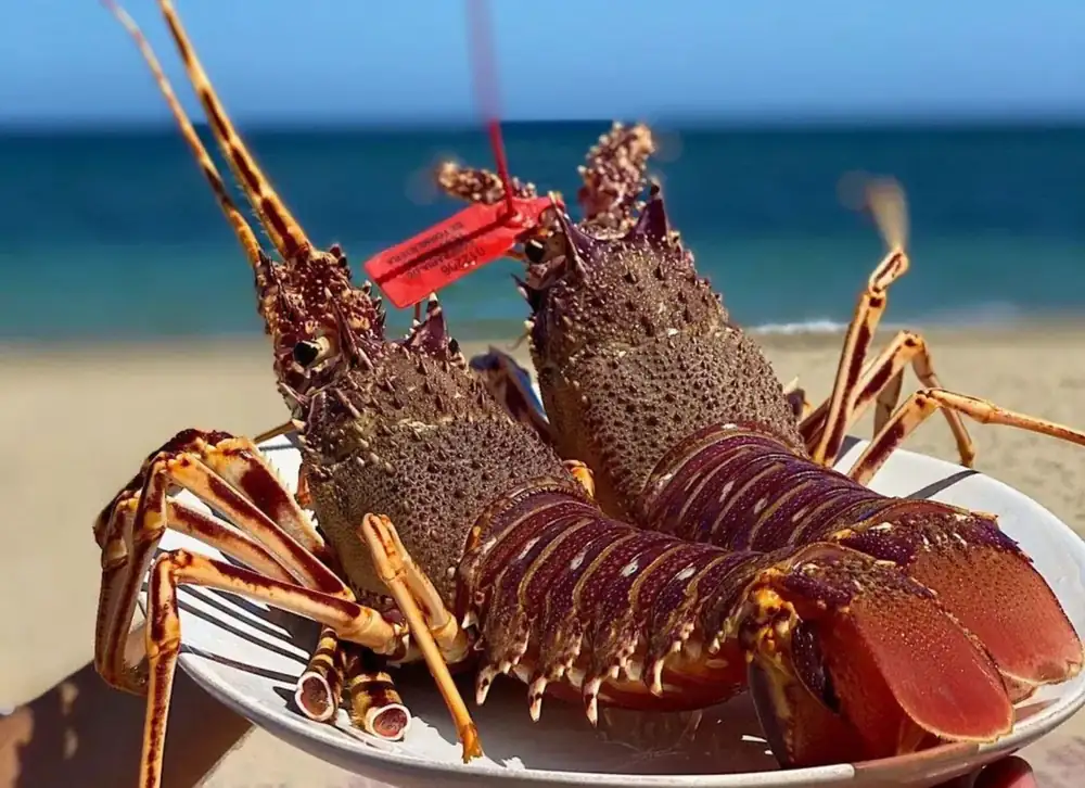 Casa Jondal, the Ibiza beach bar with the soul of a fine dining restaurant