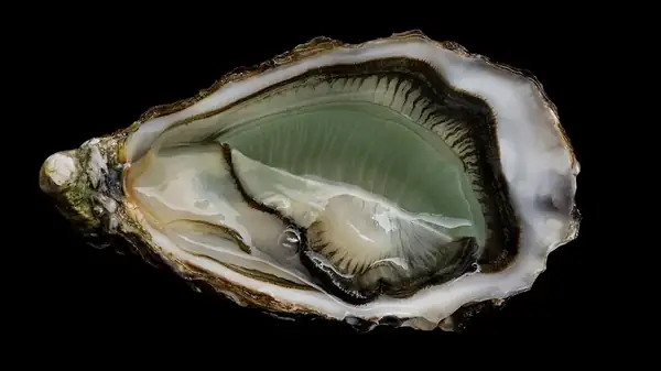 Green-gilled oysters get their color from an algae they eat.