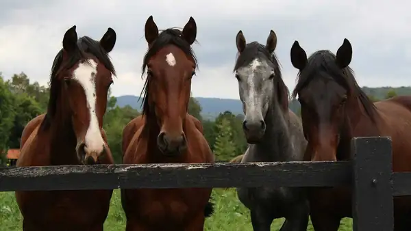¿Estamos seguros de que queremos renunciar a la carne de caballo?