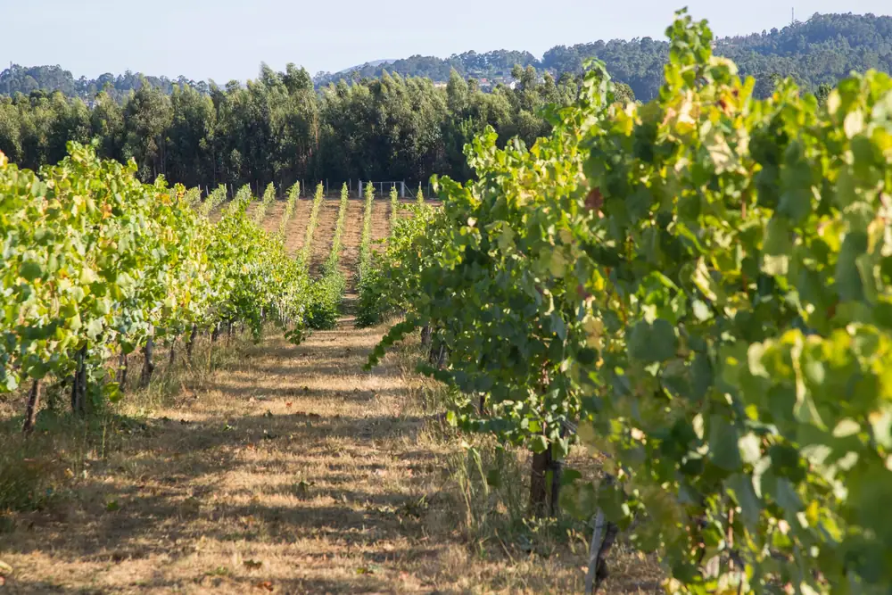 En el Vinho Verde de Portugal, el vino es verde en más de un sentido.