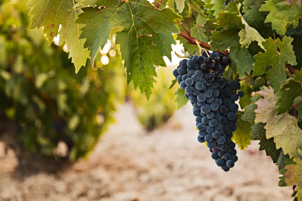 OIVE and ICEX promote training on Spanish wines in China