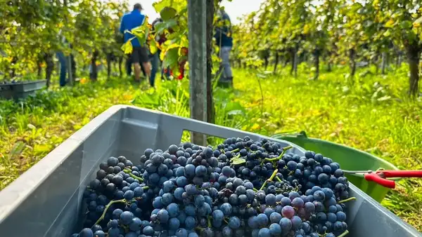 Gold for Almere: wine from Oosterwold wins medal at national wine competition
