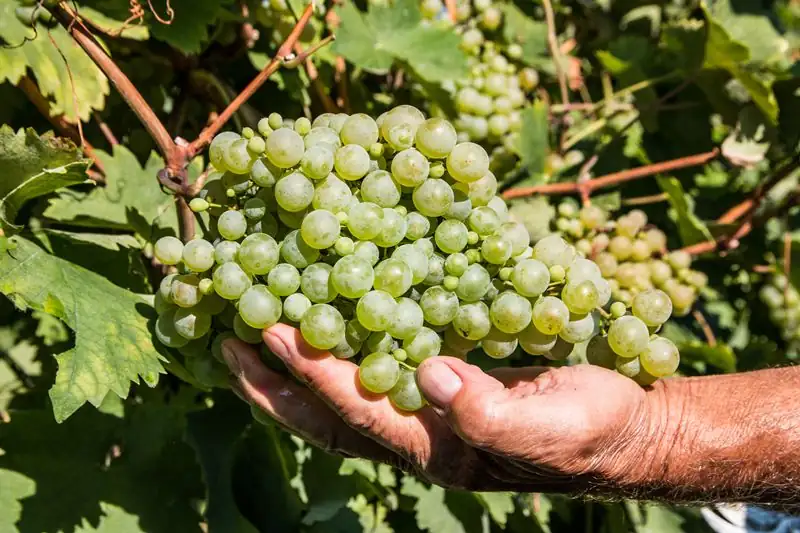 The Riesling harvest in Rhineland-Palatinate is nearing completion with very high quality expected